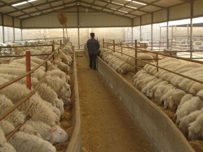 ۴.۸ میلیون تن کالای اساسی آماده ترخیص در بنادر کشور