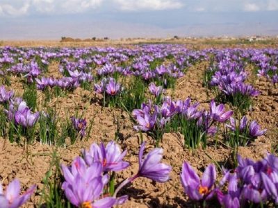 رکورد تازه در بورس کالا / ۱۴۵ میلیارد تومان زعفران معامله شد